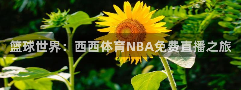 篮球世界：西西体育NBA免费直播之旅