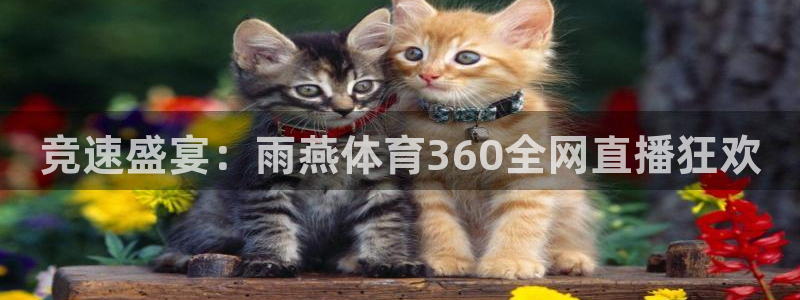 竞速盛宴：雨燕体育360全网直播狂欢