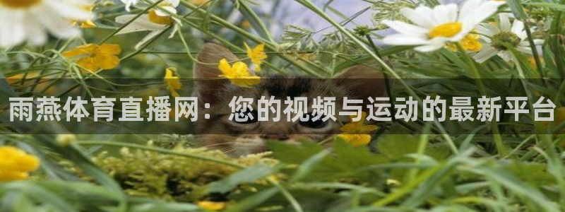 雨燕体育直播网：您的视频与运动的最新平台